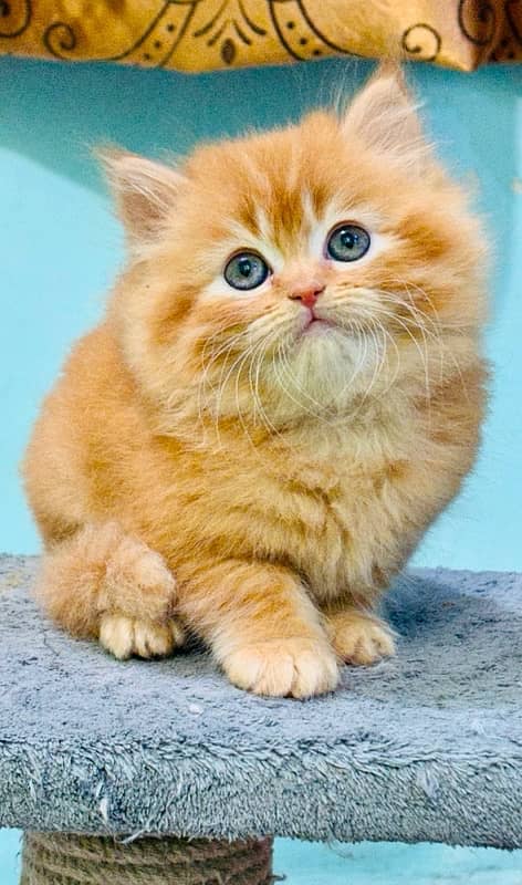 Persian Kittens | Punch Face | Kittens | ginger male | 03124188513 2