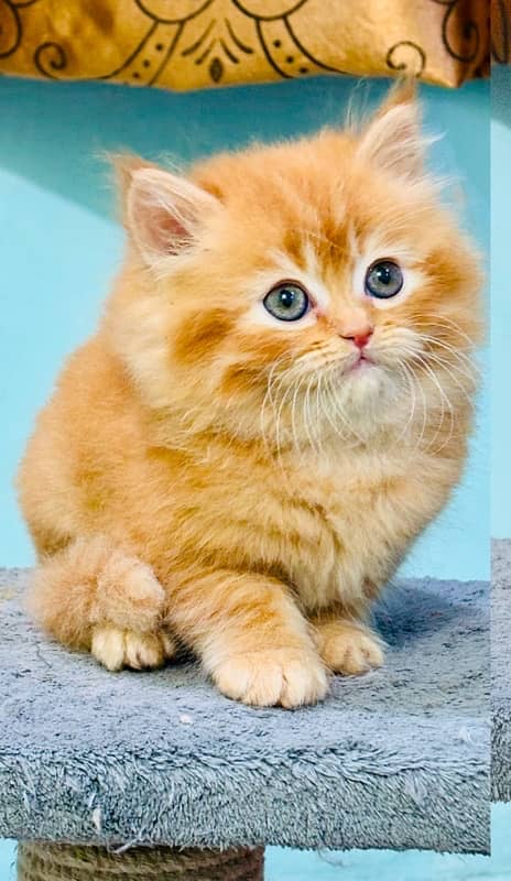 Persian Kittens | Punch Face | Kittens | ginger male | 03124188513 3