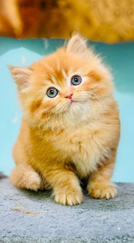 Persian Kittens | Punch Face | Kittens | ginger male | 03124188513 4