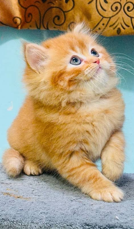 Persian Kittens | Punch Face | Kittens | ginger male | 03124188513 5