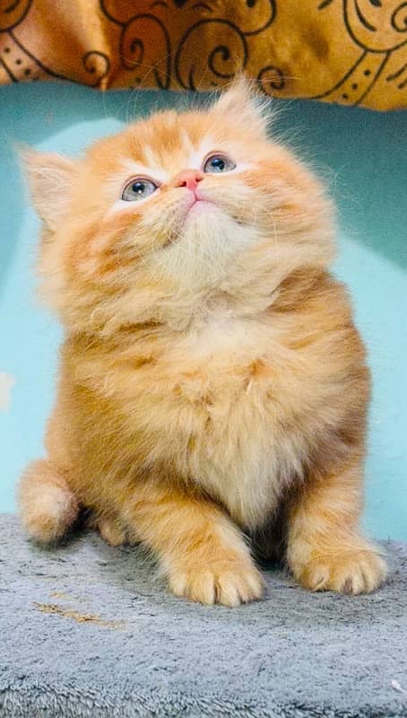 Persian Kittens | Punch Face | Kittens | ginger male | 03124188513 6