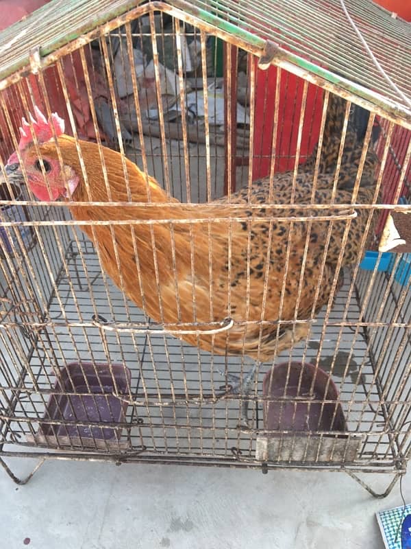 Misri Chicken with Cage 0