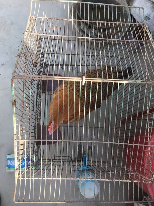 Misri Chicken with Cage 1