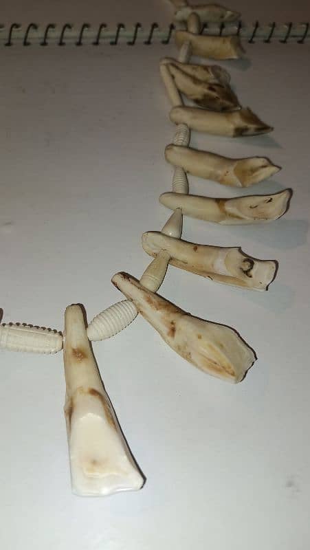 camel Teeth necklace for sale 2