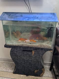 Aquarium with 8 fishes for sale