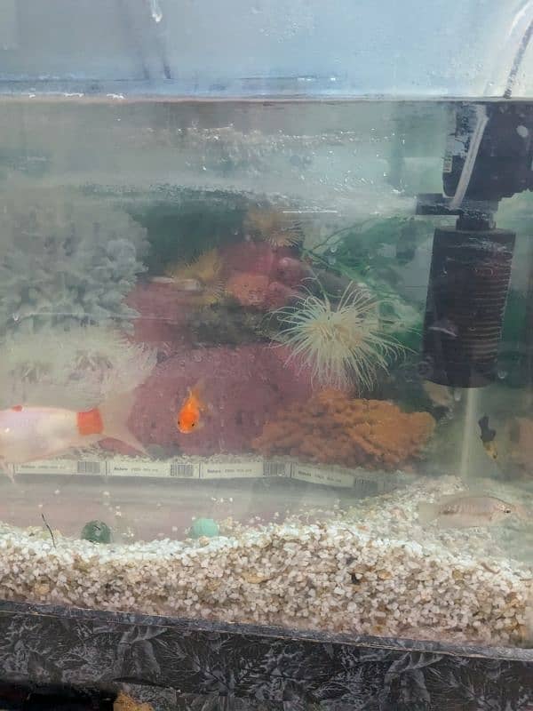 Aquarium with 8 fishes for sale 1