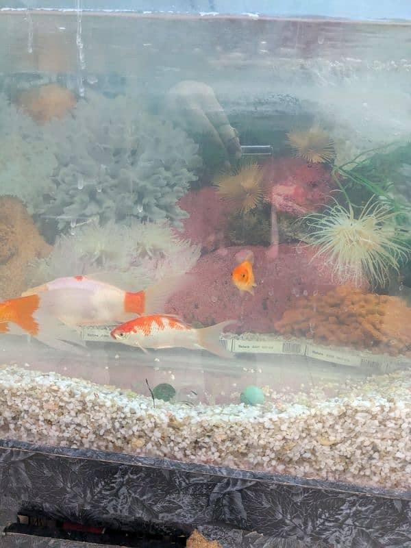 Aquarium with 8 fishes for sale 2