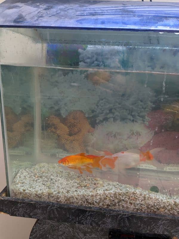 Aquarium with 8 fishes for sale 3