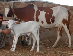 Cholistani Cow Gulabi