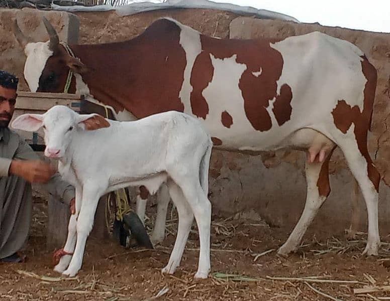 Cholistani Cow Gulabi 0