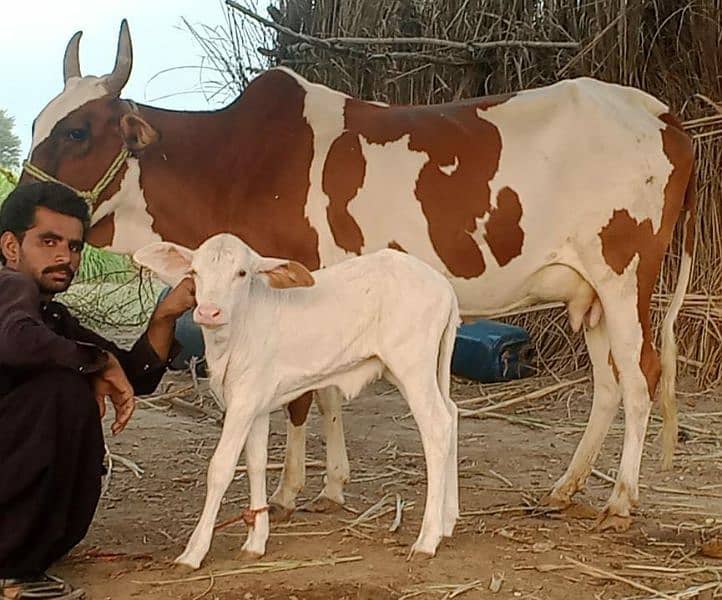 Cholistani Cow Gulabi 1