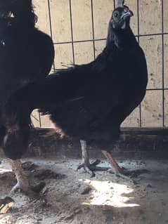 Ayam Cemani Grey tongue breeders | Black Hen ,Chicks | Heritage chicks