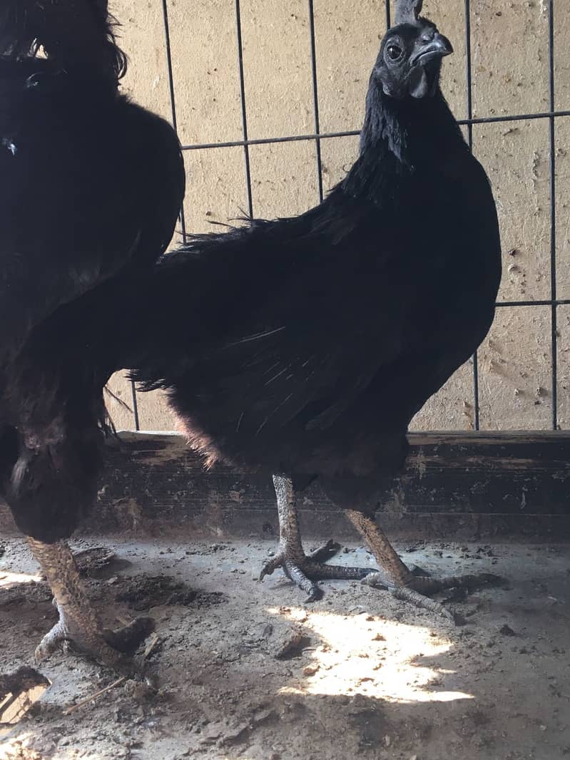 Ayam Cemani Grey tongue breeders | Black Hen ,Chicks | Heritage chicks 0