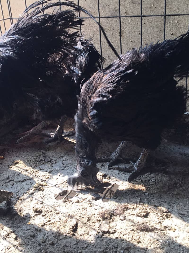 Ayam Cemani Grey tongue breeders | Black Hen ,Chicks | Heritage chicks 1