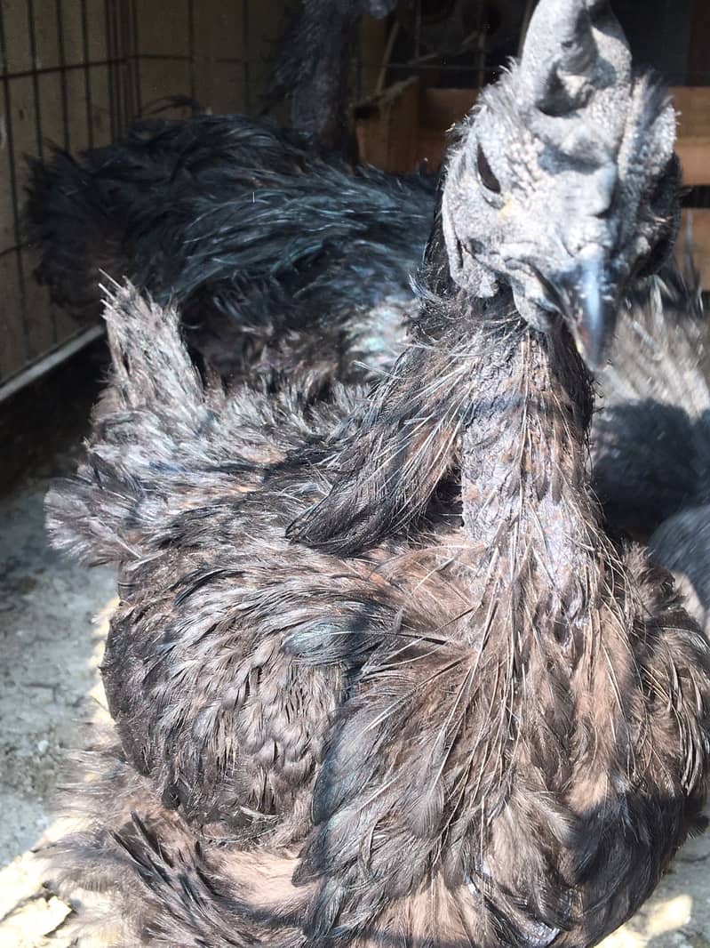 Ayam Cemani Grey tongue breeders | Black Hen ,Chicks | Heritage chicks 2