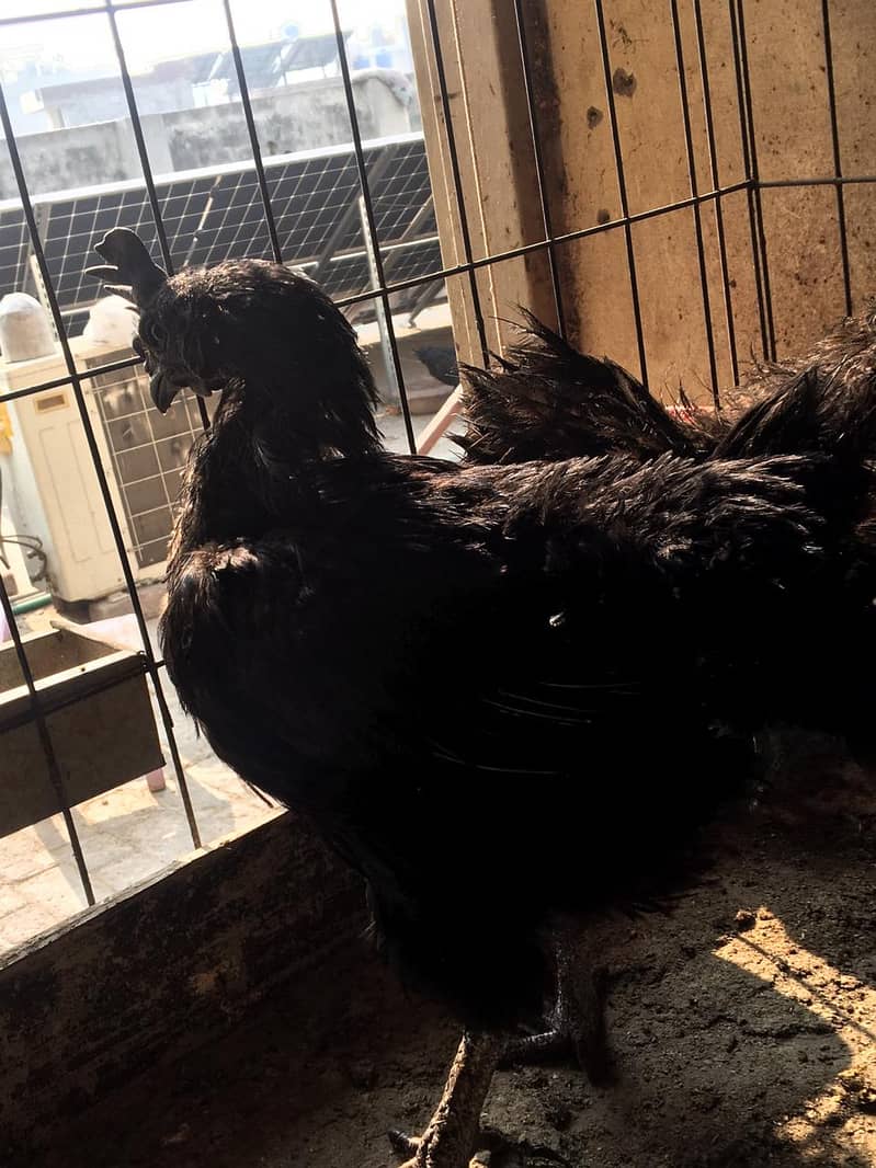 Ayam Cemani Grey tongue breeders | Black Hen ,Chicks | Heritage chicks 3