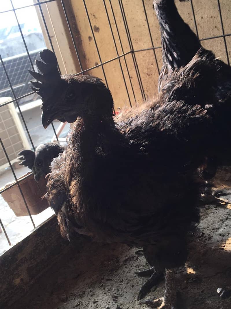 Ayam Cemani Grey tongue breeders | Black Hen ,Chicks | Heritage chicks 4