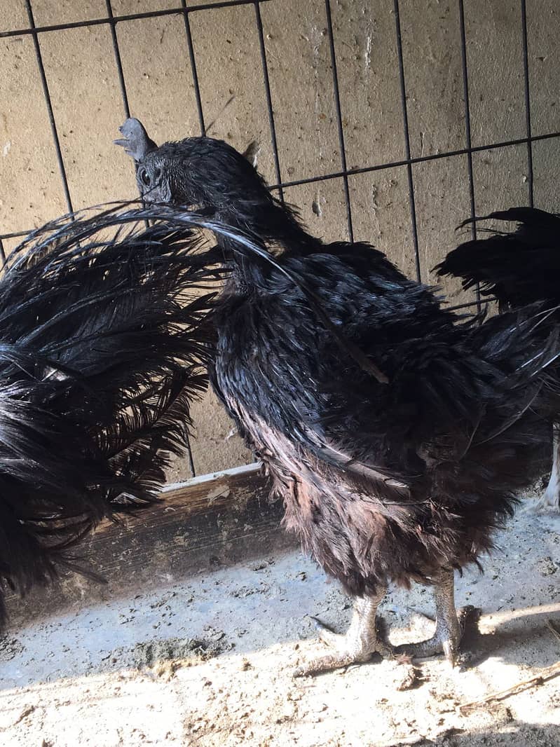 Ayam Cemani Grey tongue breeders | Black Hen ,Chicks | Heritage chicks 5