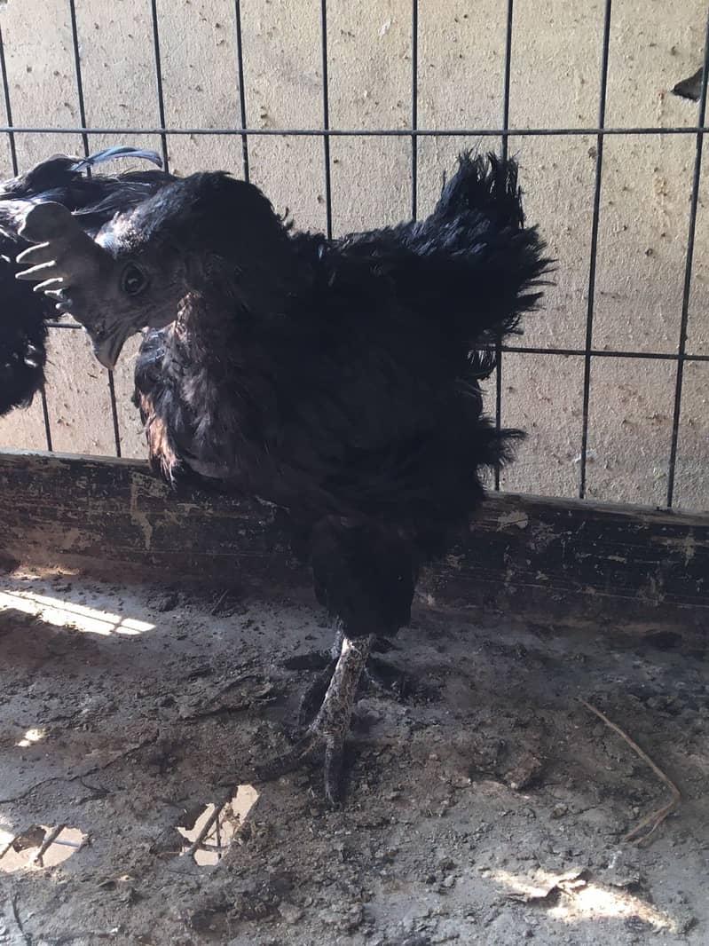 Ayam Cemani Grey tongue breeders | Black Hen ,Chicks | Heritage chicks 6