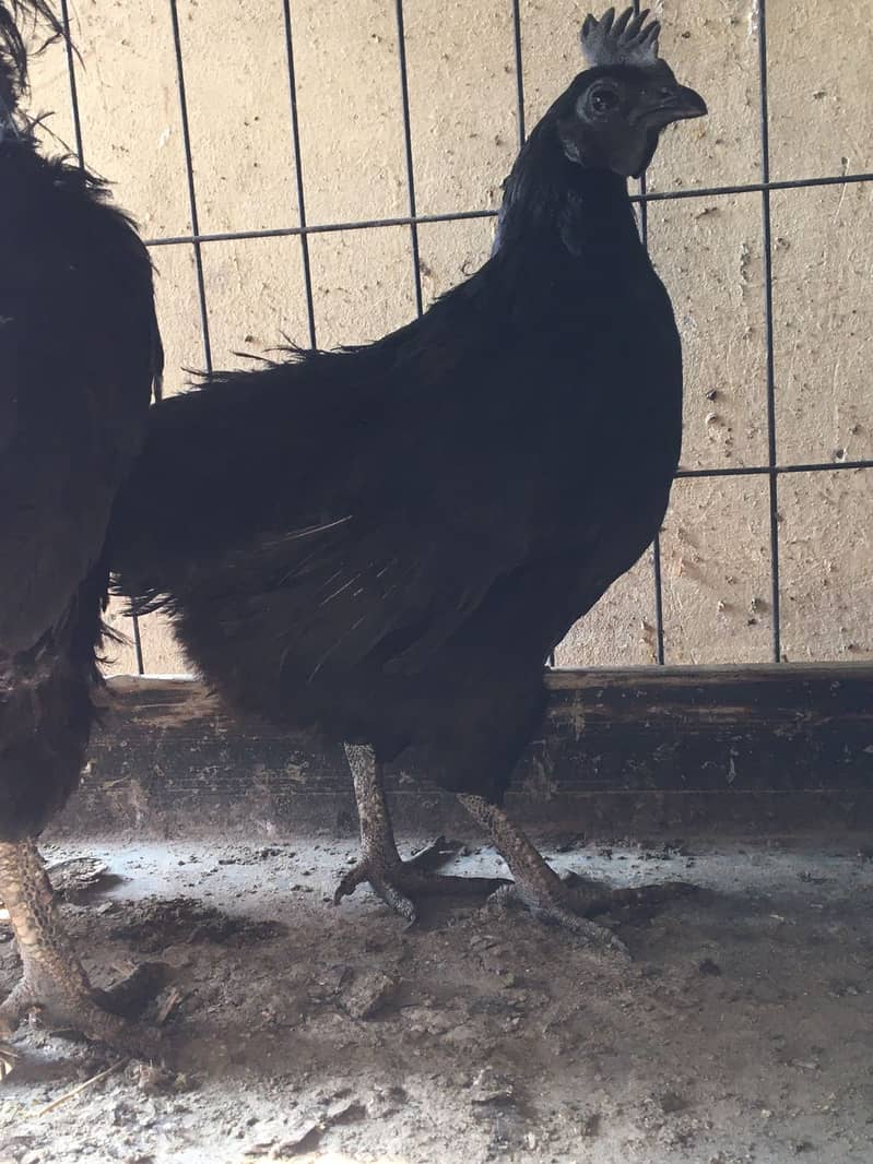 Ayam Cemani Grey tongue breeders | Black Hen ,Chicks | Heritage chicks 7