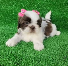 100%  Best high quality Shihtzu available