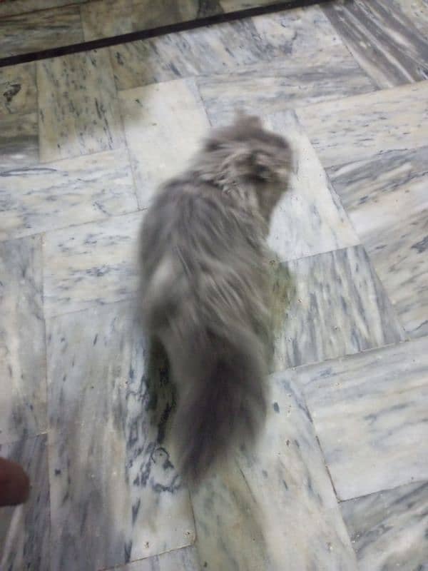 3 month persian Female kitten 0