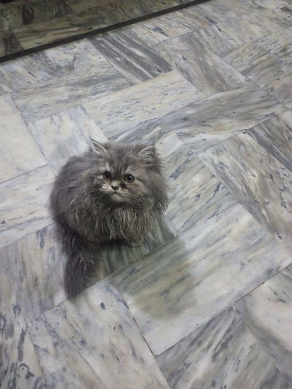 3 month persian Female kitten 1