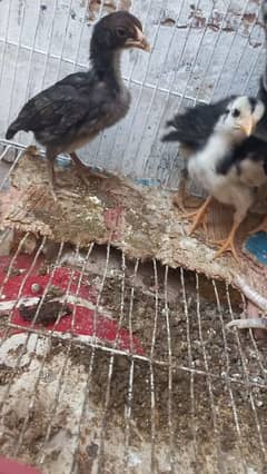 aseel miawali + heera mix chicks available15 days age