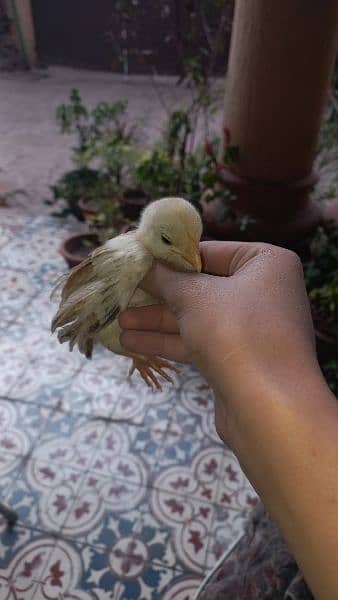 aseel miawali + heera mix chicks available15 days age 6