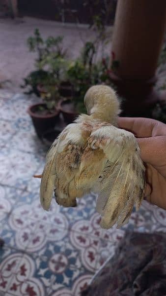 aseel miawali + heera mix chicks available15 days age 7