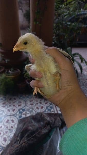 aseel miawali + heera mix chicks available15 days age 10