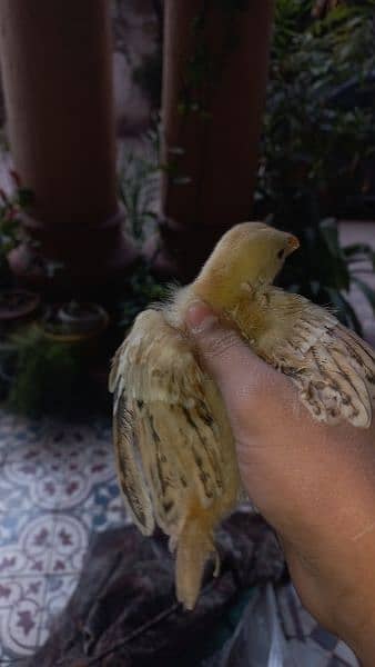 aseel miawali + heera mix chicks available15 days age 11