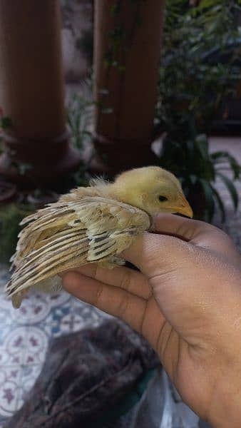 aseel miawali + heera mix chicks available15 days age 12