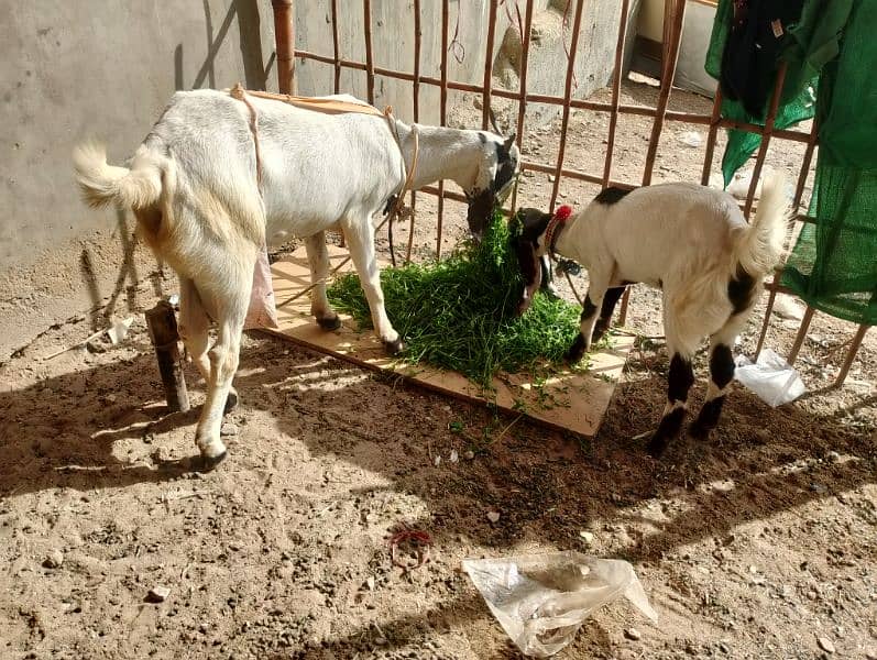 kamori cross desi bakri 0