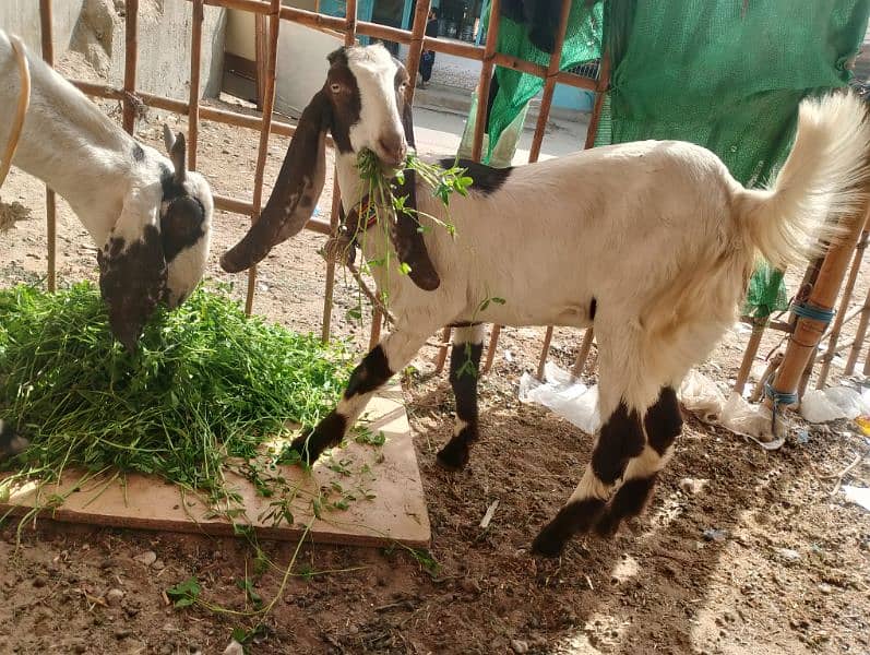 kamori cross desi bakri 1