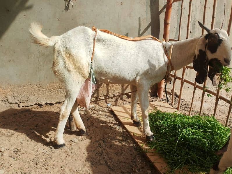 kamori cross desi bakri 2