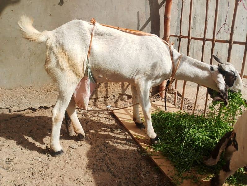 kamori cross desi bakri 3