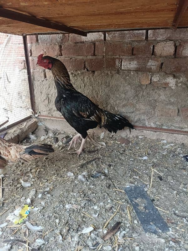 2 pair MianWali Aseel Urgent Sale 3