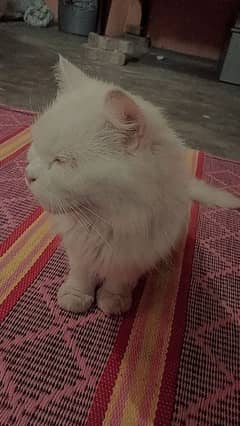 Persian cat age 6 months vaccinated blue eyes