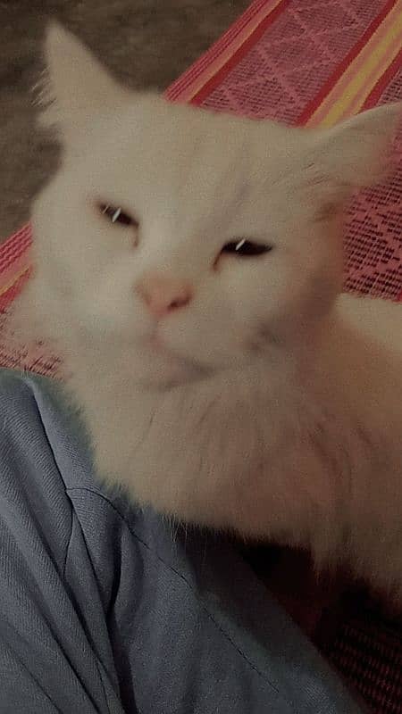 Persian cat age 6 months vaccinated blue eyes 3