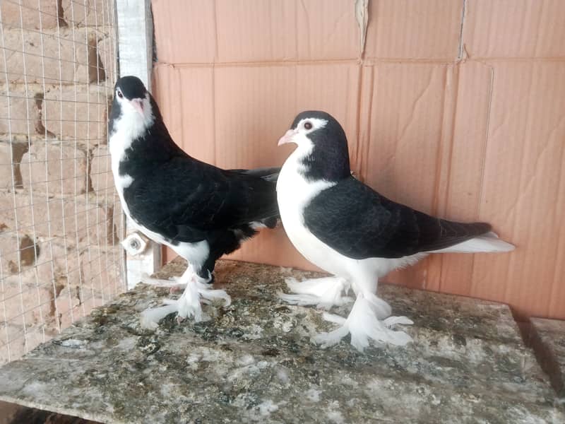 Sherazi Kabootar Fancy Pigeon Pair 0