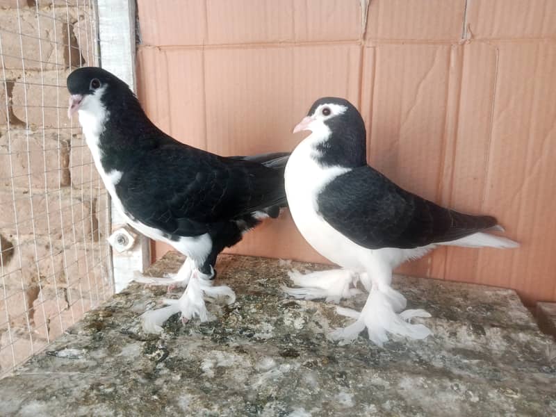 Sherazi Kabootar Fancy Pigeon Pair 1