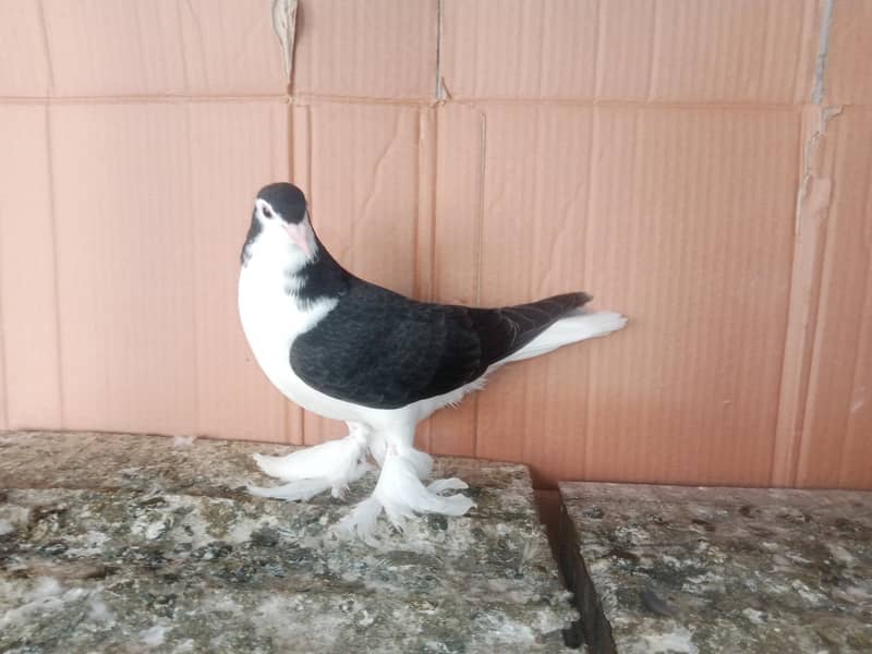 Sherazi Kabootar Fancy Pigeon Pair 2