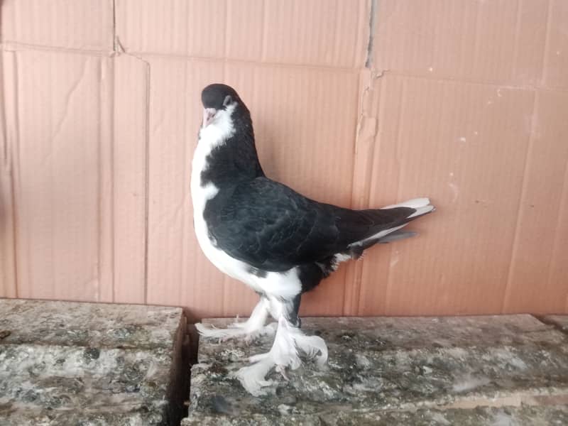 Sherazi Kabootar Fancy Pigeon Pair 3