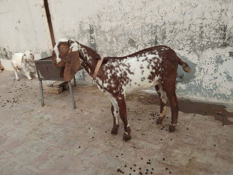 Female Goat for sale 0