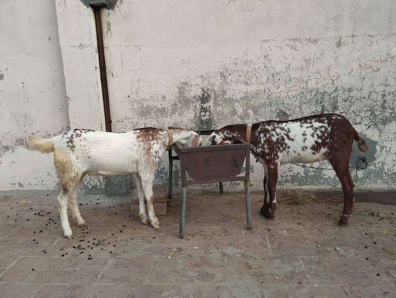 Female Goat for sale 1