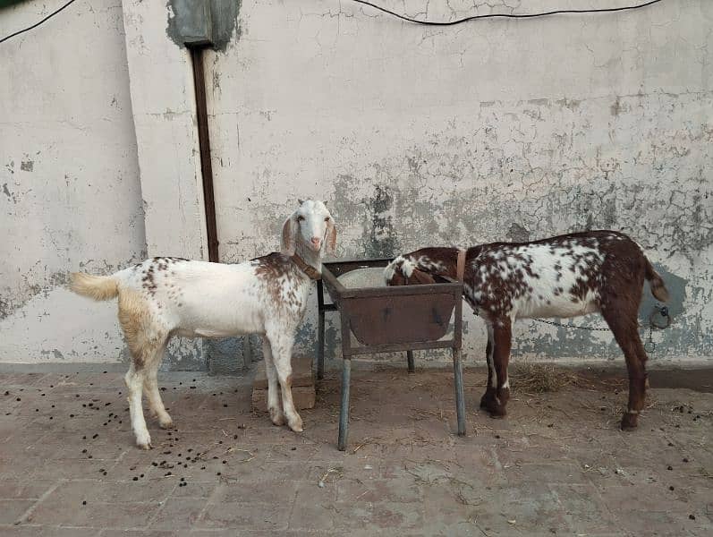 Female Goat for sale 2