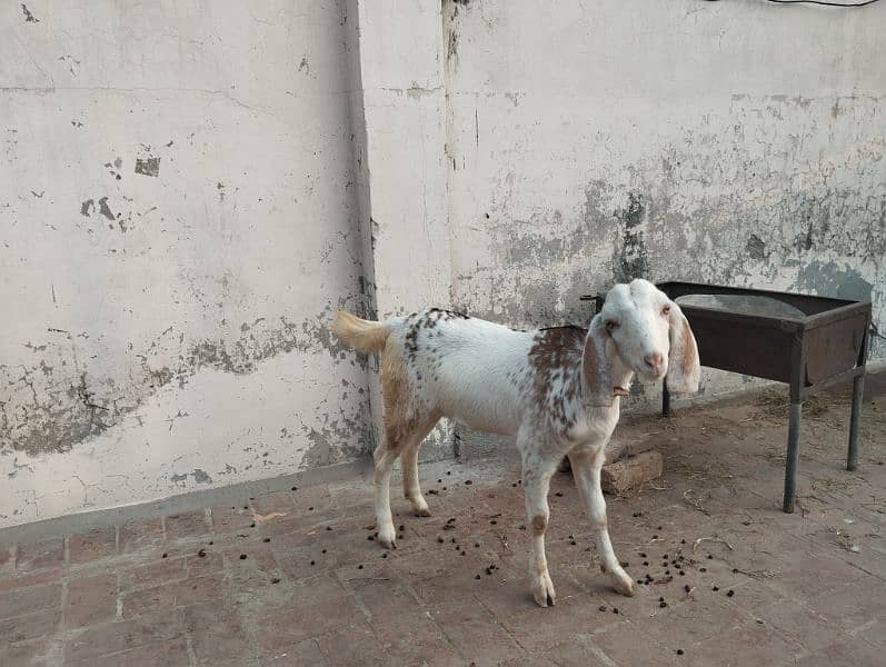 Female Goat for sale 3