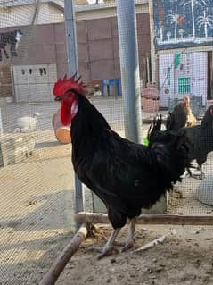 Australorp male