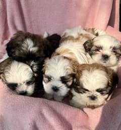 Shihtzu